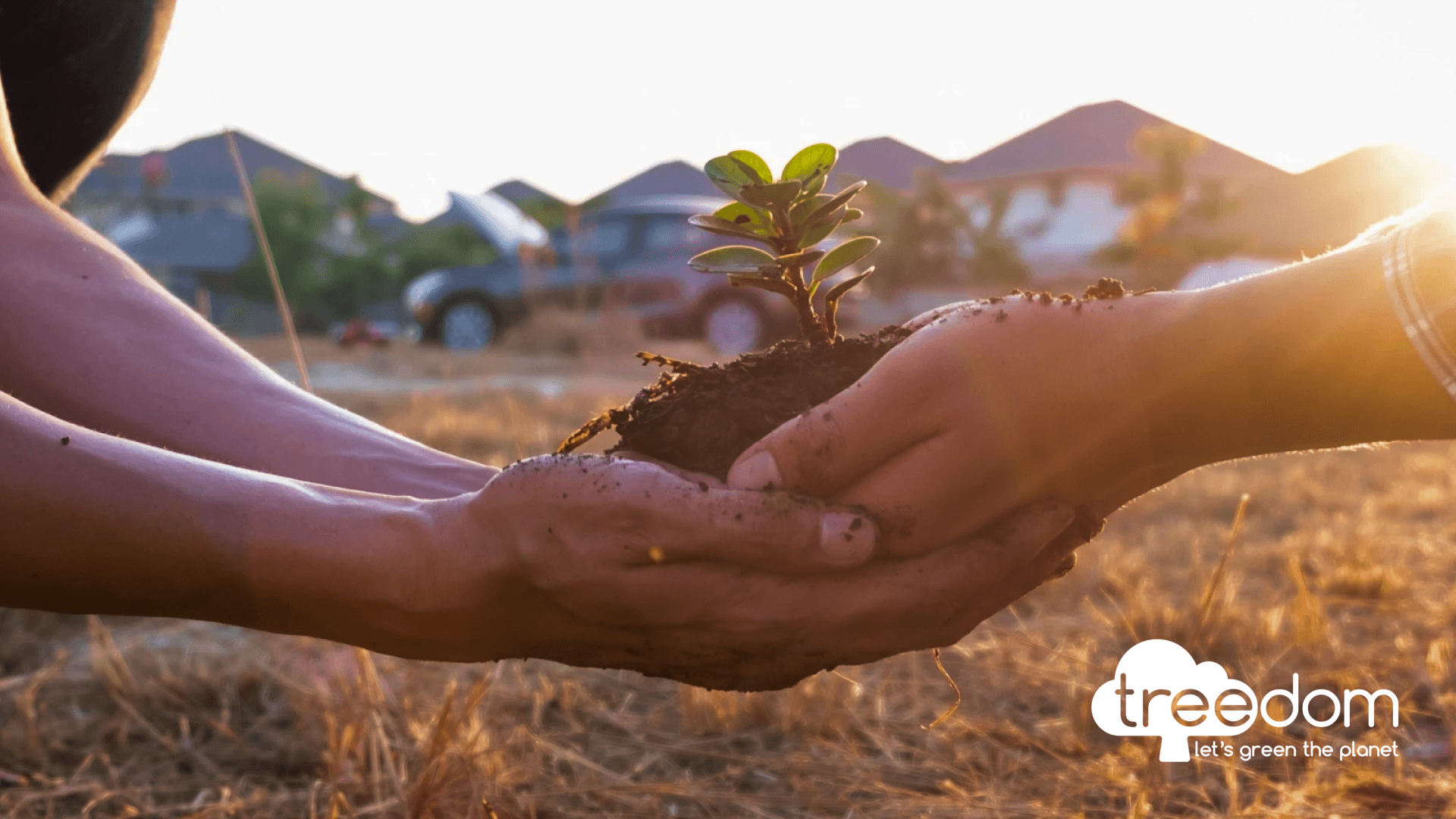 Two pairs of hands hold a seedling that is sprouting from a small pile of dirt.